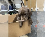 Small Photo #7 Labrador Retriever Puppy For Sale in PUYALLUP, WA, USA