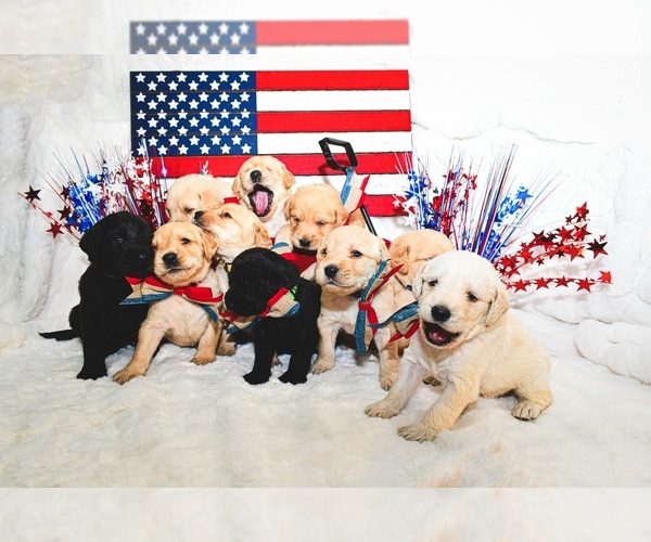Medium Photo #8 Labradoodle Puppy For Sale in HEMET, CA, USA