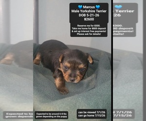 Yorkshire Terrier Puppy for sale in TUCSON, AZ, USA
