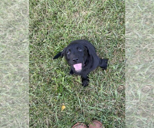 Medium Photo #5 Labrador Retriever Puppy For Sale in EDINBURG, VA, USA