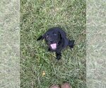 Small #4 Labrador Retriever