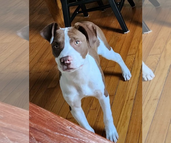 Medium Photo #1 American Bulldog-Labrador Retriever Mix Puppy For Sale in SHERBURNE, NY, USA