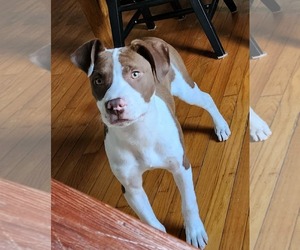 Labrador Retriever-Unknown Mix Dogs for adoption in SHERBURNE, NY, USA