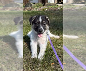 Collie-Unknown Mix Dogs for adoption in Plainfield, IL, USA
