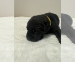 Small #3 Labrador Retriever