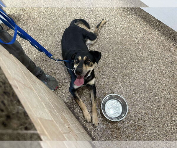 Medium Photo #9 Labrador Retriever-Unknown Mix Puppy For Sale in San Diego, CA, USA