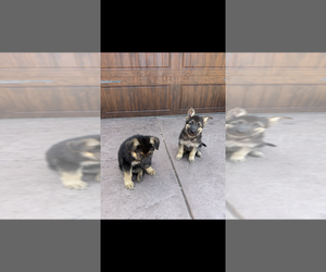 German Shepherd Dog Puppy for sale in CITRUS HEIGHTS, CA, USA