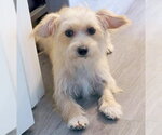 Small Photo #6 Poodle (Miniature)-Unknown Mix Puppy For Sale in Chino Hills, CA, USA
