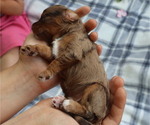 Small #1 Cavapoo