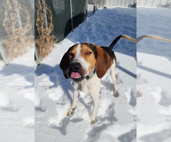 Medium Photo #6 Treeing Walker Coonhound Puppy For Sale in Evansville, IN, USA