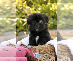 Havashu Puppy for sale in SYRACUSE, IN, USA