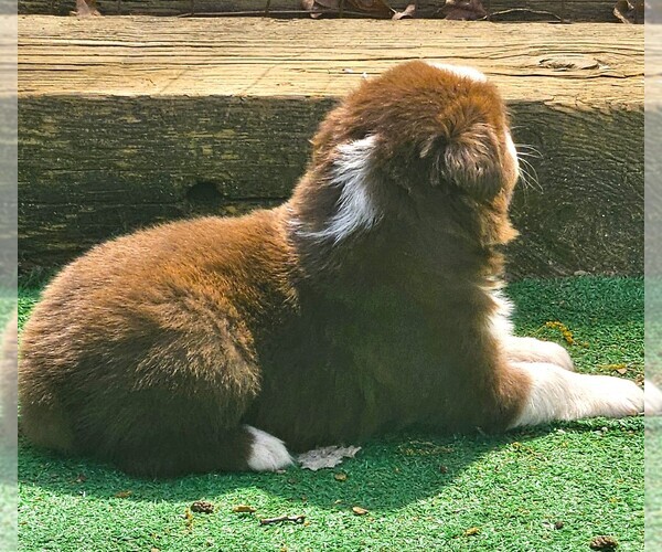 Medium Photo #5 Australian Shepherd Puppy For Sale in NELSON, VA, USA