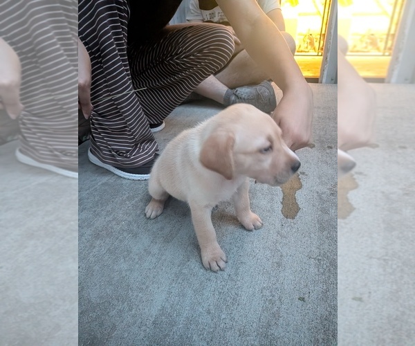 Medium Photo #8 Labrador Retriever Puppy For Sale in PIERSON STATION, IL, USA