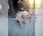 Tan collar - Female Labrador Retriever Puppy for Sale - Photo #8