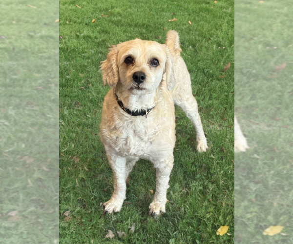 Medium Photo #2 Cock-A-Poo-Poodle (Miniature) Mix Puppy For Sale in Phoenix, AZ, USA