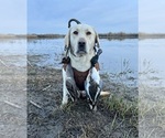 Small Photo #1 Labrador Retriever Puppy For Sale in TURLOCK, CA, USA