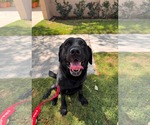 Small Labrador Retriever Mix