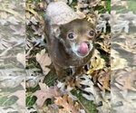 Small #9 Chihuahua