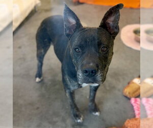 QUILL - Male Plott Hound Dog for Adoption - Photo #2