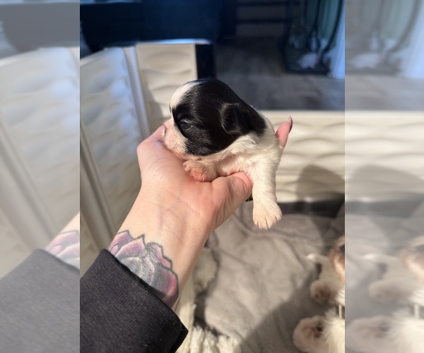 Medium Photo #10 Shih Tzu Puppy For Sale in HARRISBURG, PA, USA