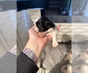 Medium Shih Tzu