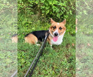 Pembroke Welsh Corgi Dogs for adoption in Landenberg, PA, USA