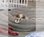 Small #1 Pomeranian