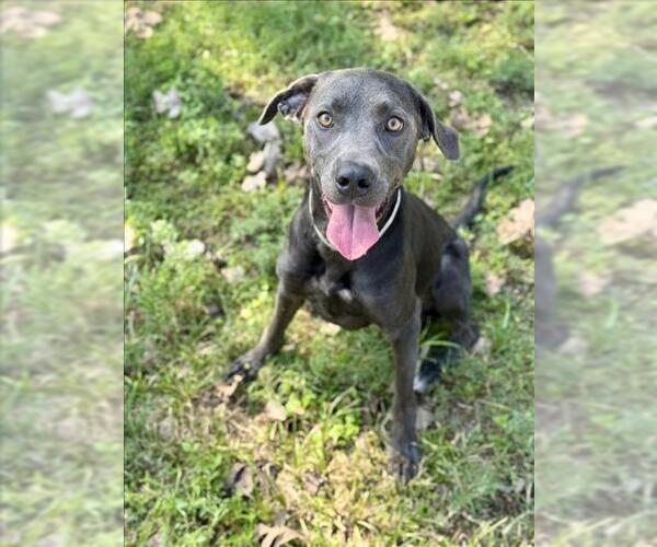 Medium Photo #1 Unknown-Weimaraner Mix Puppy For Sale in Conroe, TX, USA
