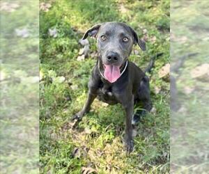 Unknown-Weimaraner Mix Dogs for adoption in Conroe, TX, USA