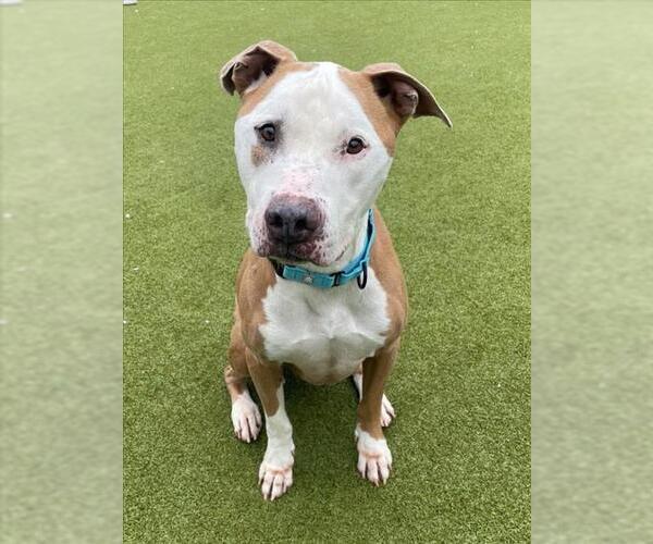 Medium Photo #1 Bull Terrier Puppy For Sale in Naples, FL, USA