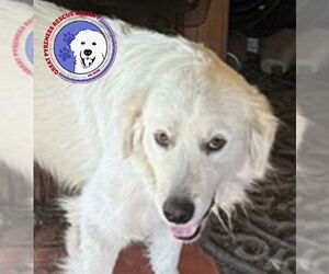 Great Pyrenees Dogs for adoption in Spring, TX, USA