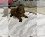 Small Photo #20 Poodle (Standard) Puppy For Sale in BARTLETT, TX, USA