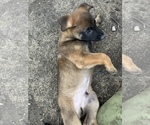 Small Photo #4 Belgian Malinois Puppy For Sale in DALLAS, TX, USA