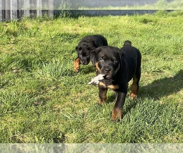 Medium Photo #1 Rottweiler Puppy For Sale in LORAIN, OH, USA