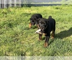 Small Photo #1 Rottweiler Puppy For Sale in LORAIN, OH, USA