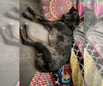 Small Photo #19 Catahoula Leopard Dog-Dalmatian Mix Puppy For Sale in THOUSAND OAKS, CA, USA