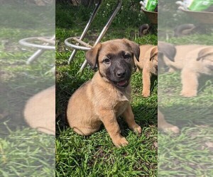 Medium Akita-German Shepherd Dog Mix