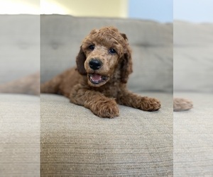 Poodle (Standard) Puppy for Sale in RIVERSIDE, California USA