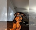 Small #5 Yorkshire Terrier