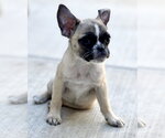 Ella - Female Pug-Unknown Mix Dog for Adoption - Small photo