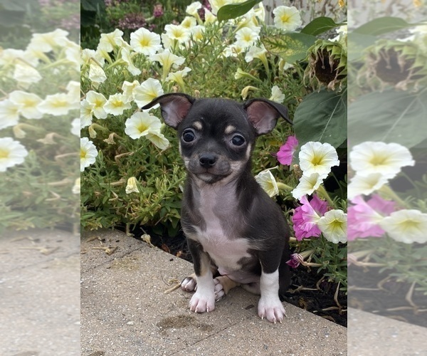 Medium Photo #1 Chihuahua Puppy For Sale in CANOGA, NY, USA