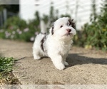 Small Photo #6 Havanese Puppy For Sale in OTWAY, OH, USA