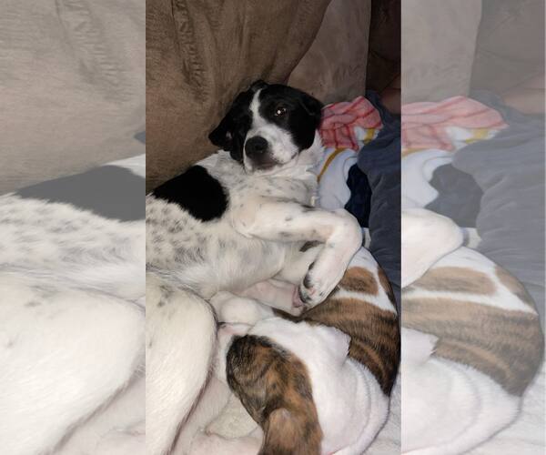 Medium Photo #1 Australian Shepherd-Unknown Mix Puppy For Sale in Duluth, MN, USA