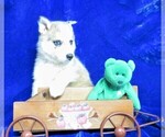 Small Photo #3 Pomsky Puppy For Sale in GROVESPRING, MO, USA