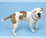 Small #1 American Pit Bull Terrier