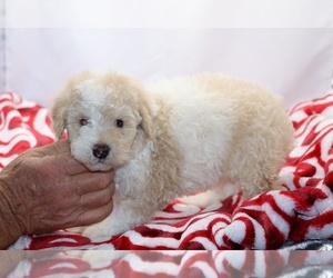 Poodle (Toy) Puppy for sale in DYERSBURG, TN, USA