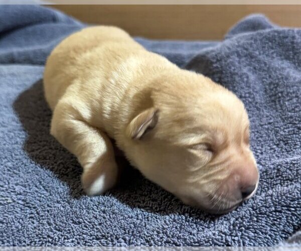 Medium Photo #29 Labrador Retriever Puppy For Sale in HIGH POINT, NC, USA