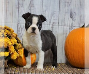 Boston Terrier Puppy for sale in FREDERICKSBG, OH, USA