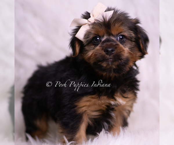 Medium Photo #4 Yorkshire Terrier Puppy For Sale in WARSAW, IN, USA