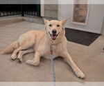 Small #4 Golden Retriever-Huskies  Mix